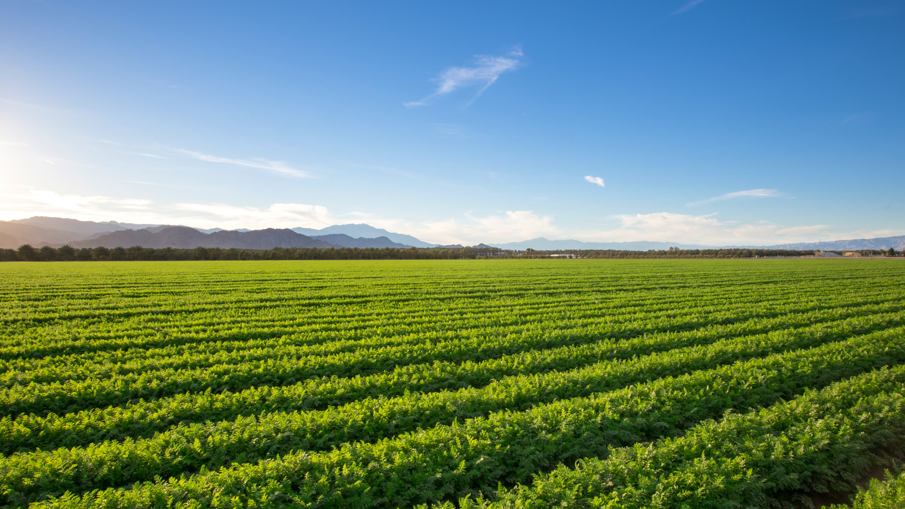 Arbarne Agriculture Group's work in farm operations and agricultural systems